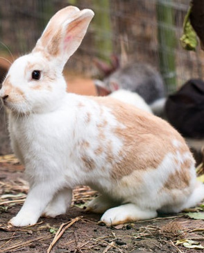 明吉農(nóng)產(chǎn)品配送,重慶農(nóng)產(chǎn)品配送,重慶土雞,重慶土鴨,重慶農(nóng)家樂,蔬菜配送,重慶蔬菜配送,重慶食品配送,食品配送公司,重慶肉禽.重慶配送公司.重慶富民農(nóng)場(chǎng)